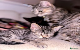 Mixed Breed cats for sale: Pretty little girls  - Image 16