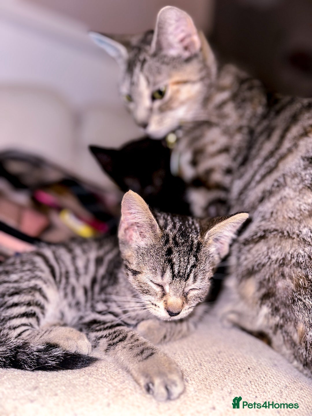 Mixed Breed cats for sale: Pretty little girls  - Image 16