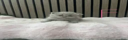 British Shorthair cats for sale: Pure British Shorthair  - Advert 5