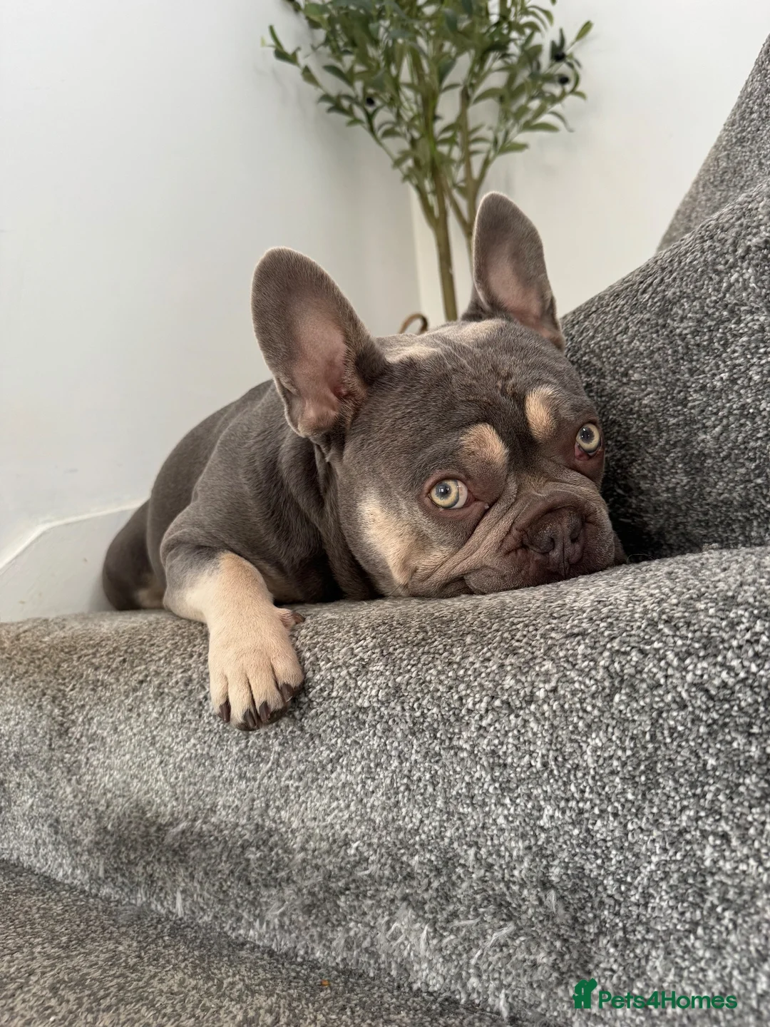 French Bulldog dogs for stud: CAPTAIN COOPER - Advert 2
