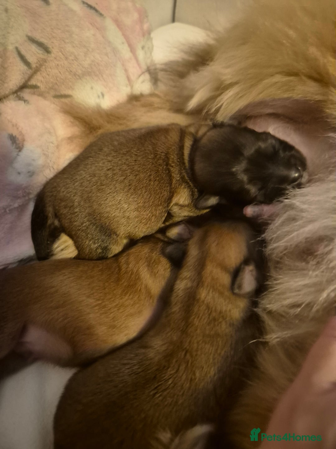 Mixed Breed dogs for sale: Lhasa-apso x Pomeranian pups - Advert 2