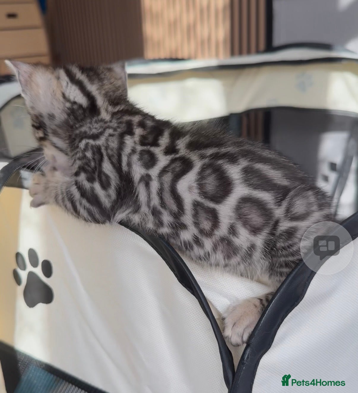 Bengal cats Bengal kittens🐅 - Advert 15