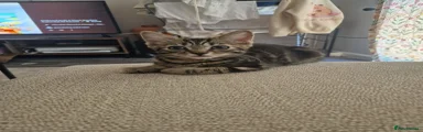 Domestic Shorthair 2
