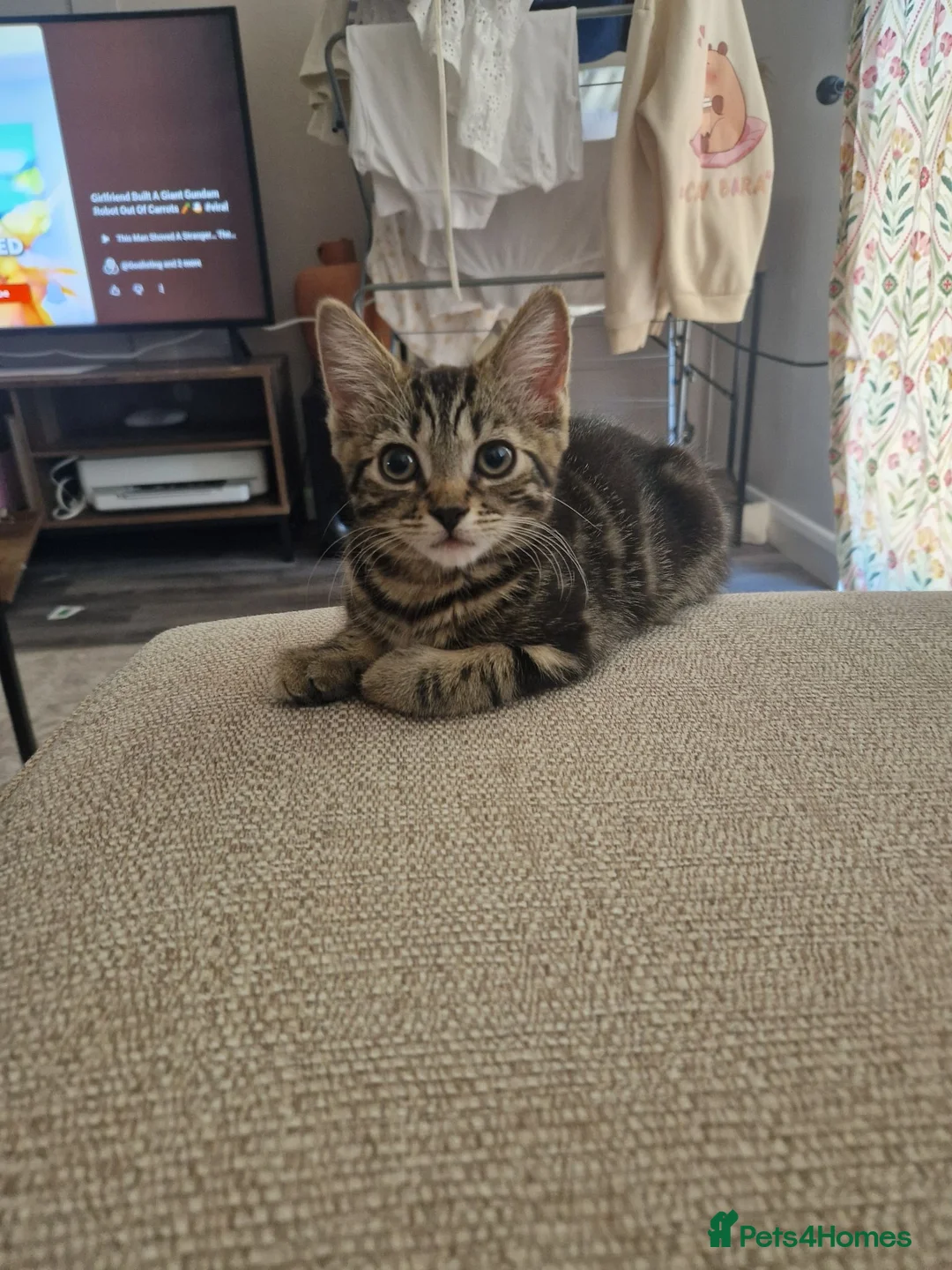Domestic Shorthair cats for sale: Ready to go  - Advert 2