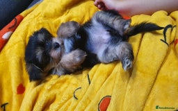 Yochon dogs for sale: 6 beautiful pups for sale - Image 7