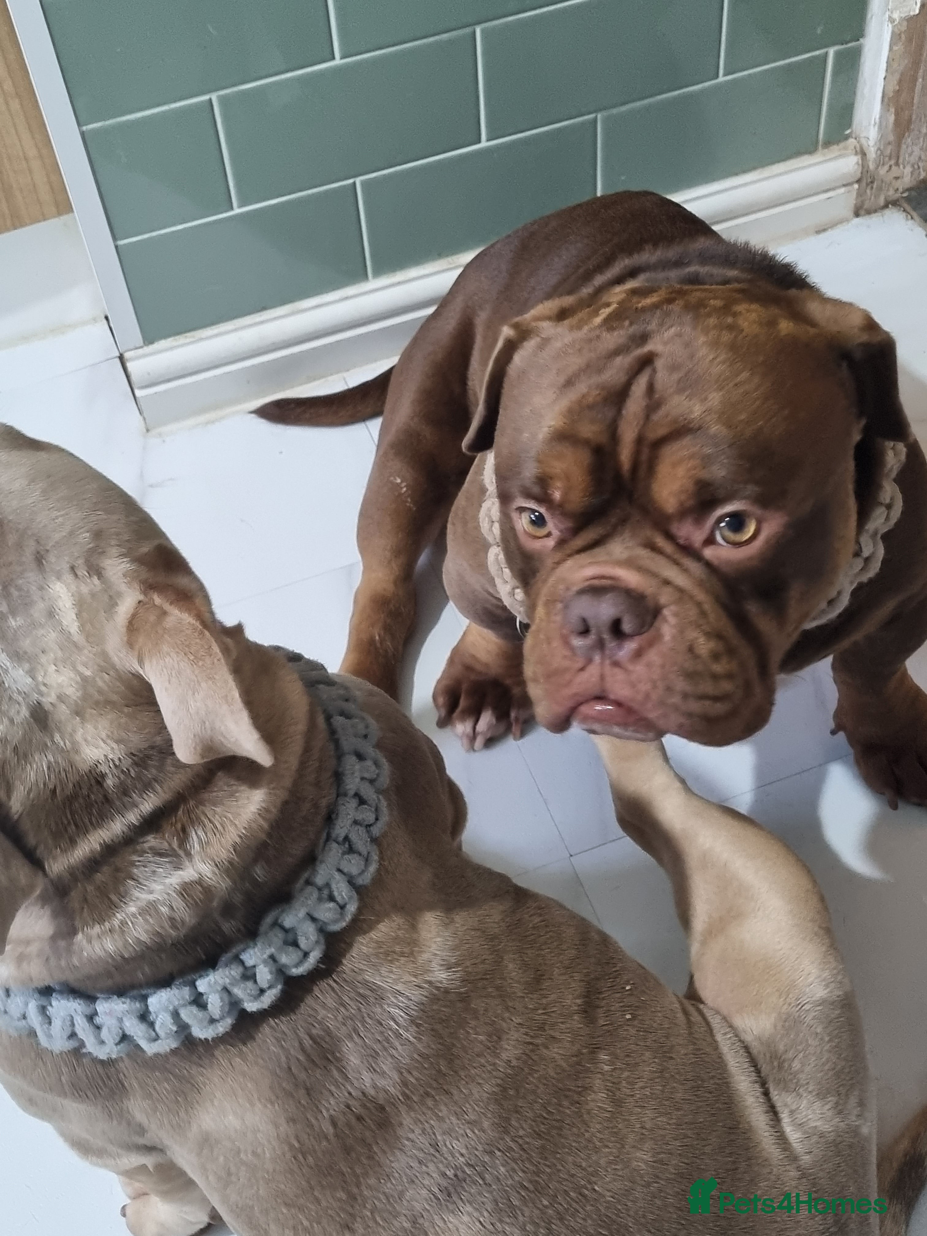 American Bully dogs American Exotic Bully male  - Advert 2