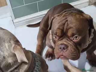 American Bully dogs American Exotic Bully male - Advert 6