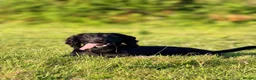 Cocker Spaniel dogs for stud: STUD Black Working Cocker Spaniel  - Advert 7