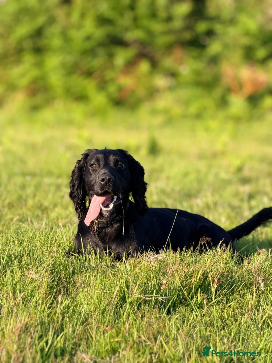 Cocker Spaniel dogs for stud: STUD Black Working Cocker Spaniel  - Advert 7