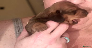 Miniature Dachshund dogs - Advert 15