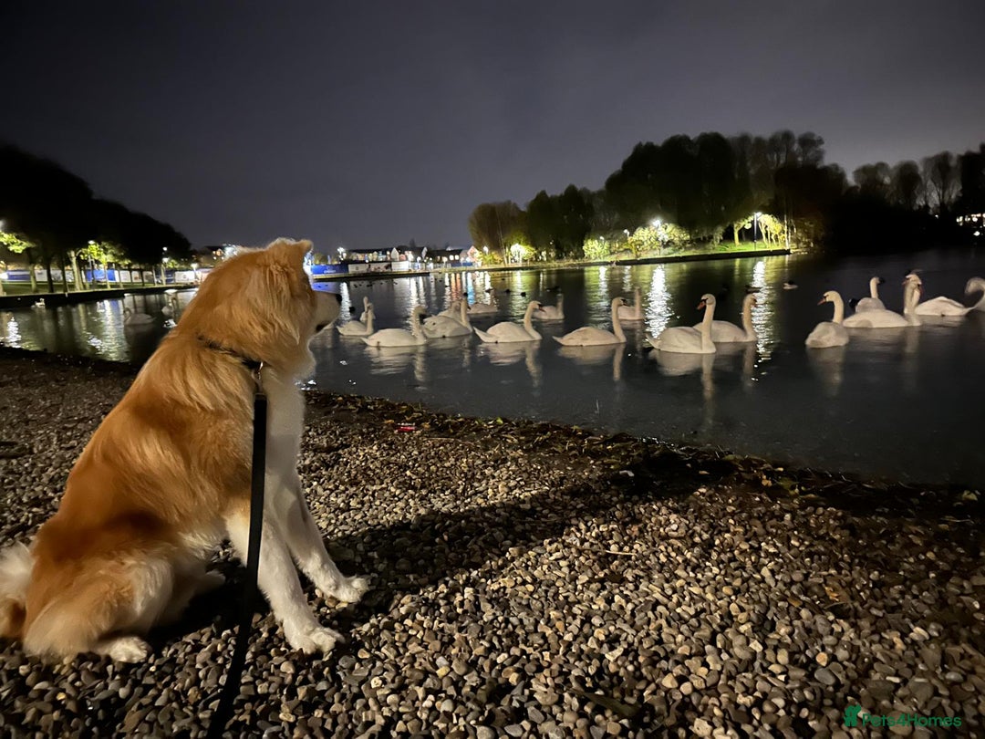 Japanese Akita Inu dogs for stud: 5- Generation KC Pedigree Japanese Akita - inu - Advert 8