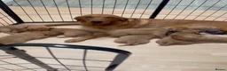 Labrador Retriever dogs for sale: FOX RED PUPPY’S - Advert 9