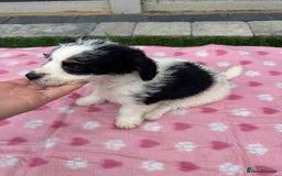 Mixed Breed dogs for sale: Black male puppy jackapoo - Image 4