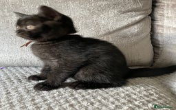 British Shorthair cats for sale: 🔥 BRITISH SHORTHAIR KITTENS BLUE BLACK LILAC CHOC - Image 18