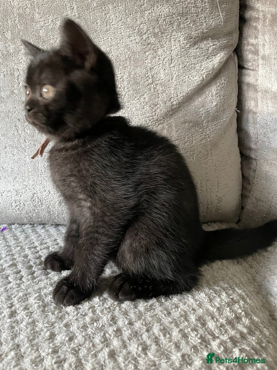 British Shorthair cats for sale: 🔥 BRITISH SHORTHAIR KITTENS BLUE BLACK LILAC CHOC - Image 18