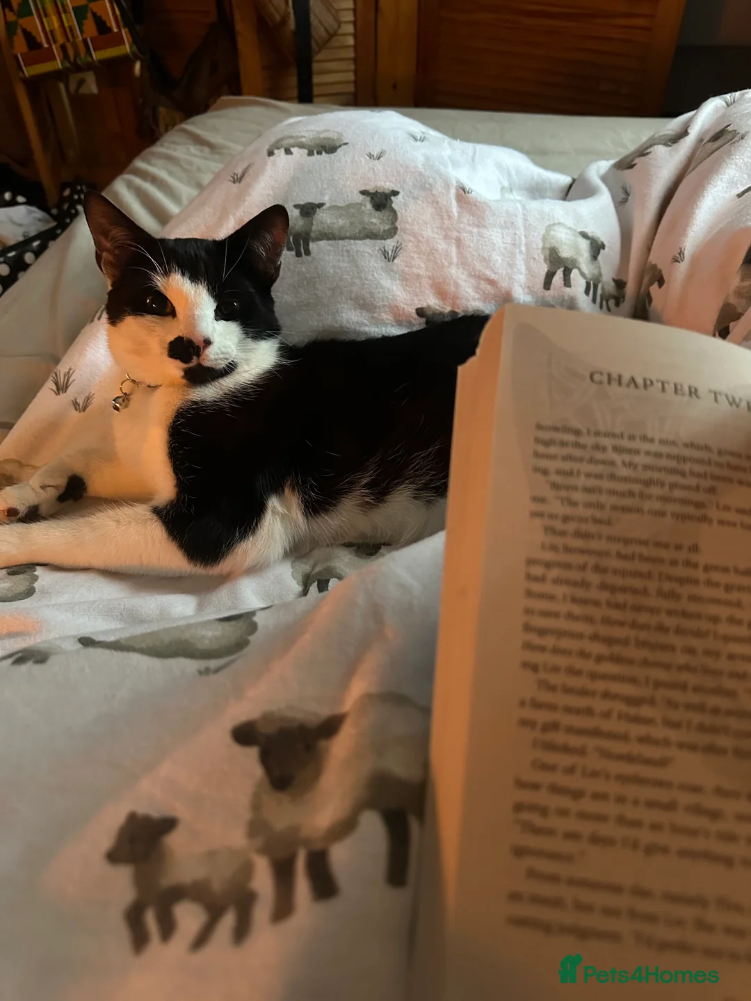 Mixed Breed cats for sale: Beautiful Playful Young Cats - Advert 19