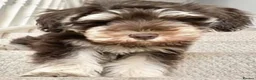 Miniature Schnauzer dogs for sale: Gorgeous Miniature schnauzer Puppies  in Worthing - Advert 3