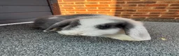 Mini Lop rabbits for sale: Mini lop bunnies.  - Advert 2