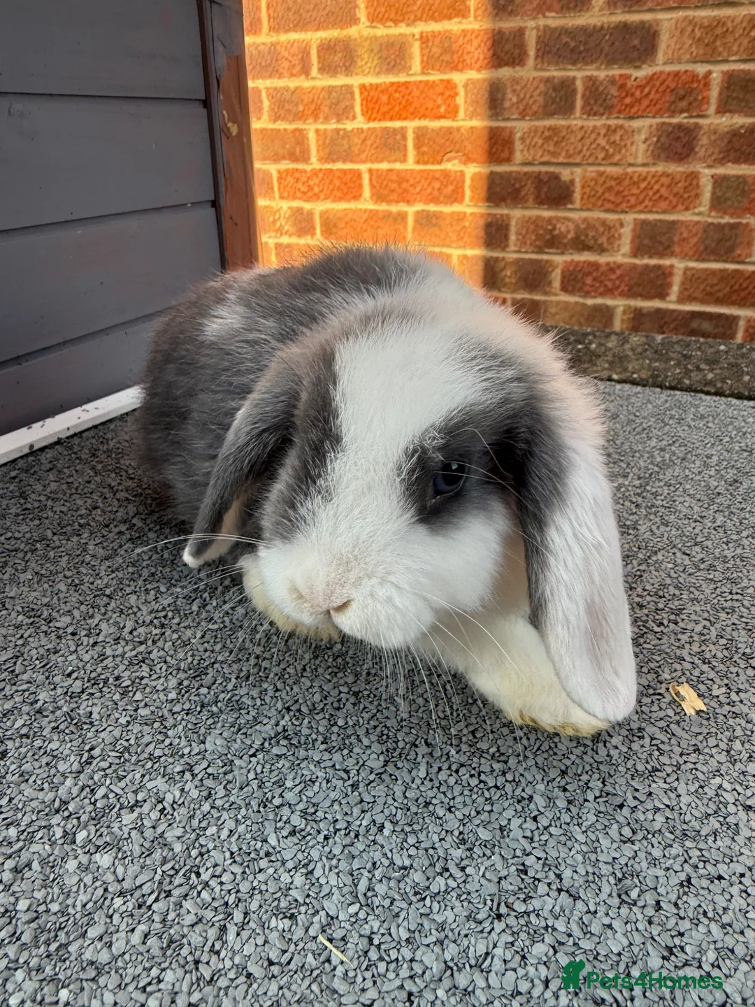Mini Lop rabbits for sale: Mini lop bunnies.  - Advert 2