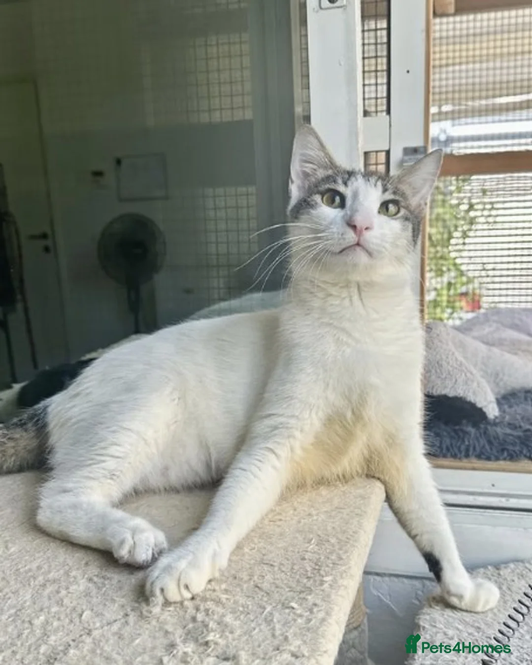 Arabian Mau cats for adoption: Male Cat for Indoor Adoption - Advert 3