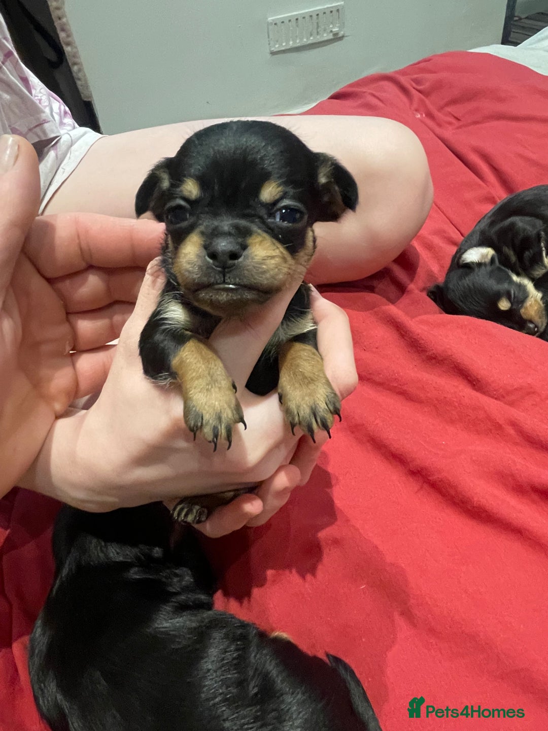 Mixed Breed dogs for sale: Jackapoo/French bulldog  - Advert 37