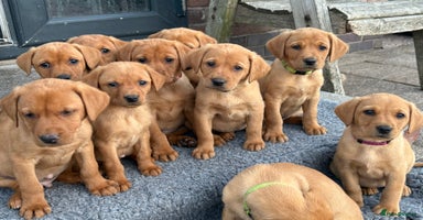 Labrador Retriever dogs - Advert 7