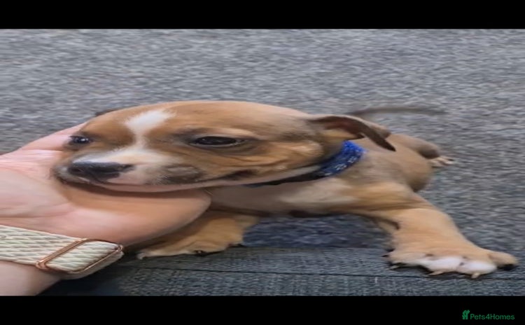 Staffordshire Bull Terrier dogs - Advert 7