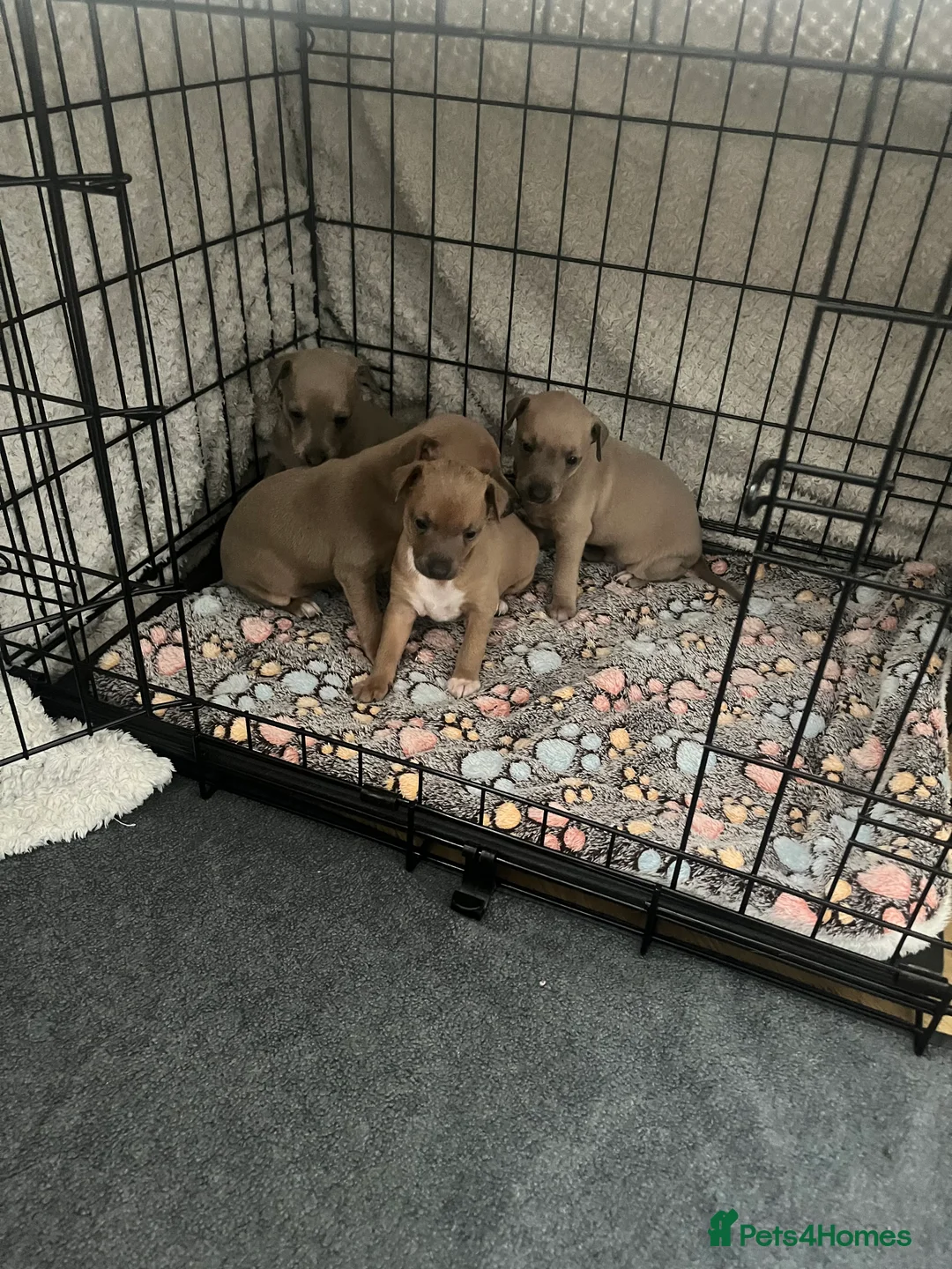 Italian Greyhound dogs for sale: Itatian greyhound  in Retford - Advert 3