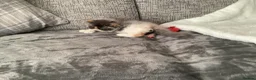 Persian cats for sale: Pure Persian Kitten - Advert 4