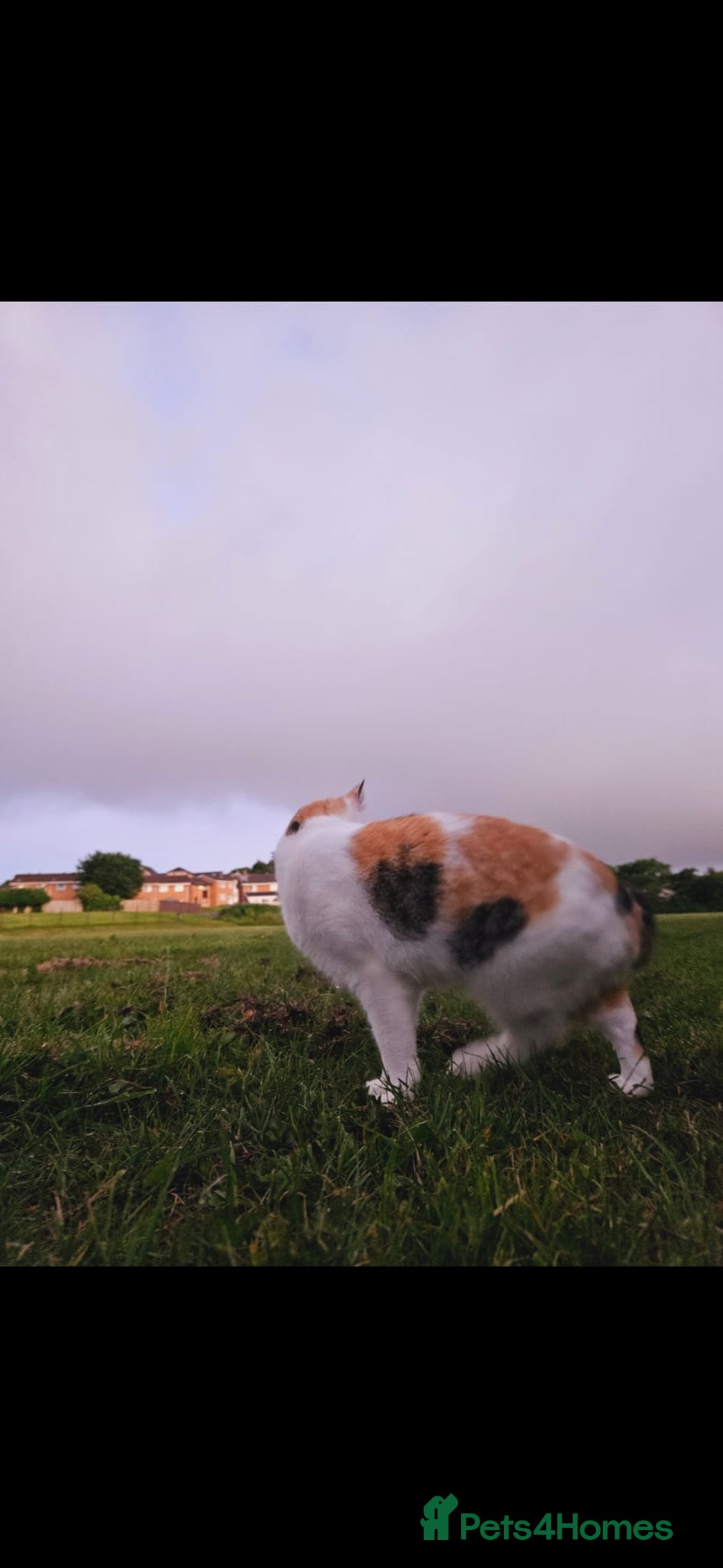 Mixed Breed cats for sale: Loving Home Wanted for Our Beautiful Cat | Penny - Image 3