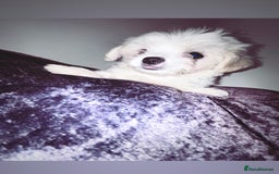 Malshi dogs for sale: Malshi puppy’s  - Image 3