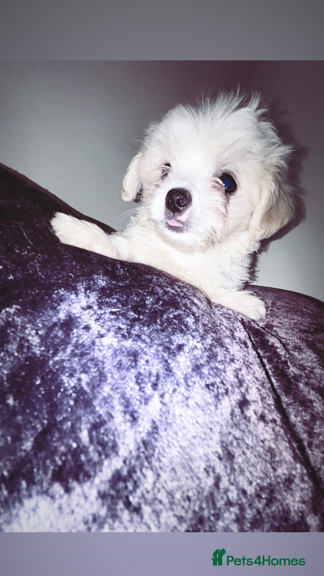 Malshi dogs for sale: Malshi puppy’s  - Image 3