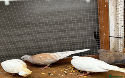 Doves birds for sale: Ring neck doves - Image 1