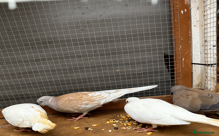 Doves birds - Advert 1