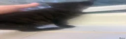 Siamese cats for sale: Siamese X baby’s  - Advert 3