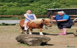 Shetland pony horses for sale: 2 frendly loved shtland felabella, and Shetland  - Image 8