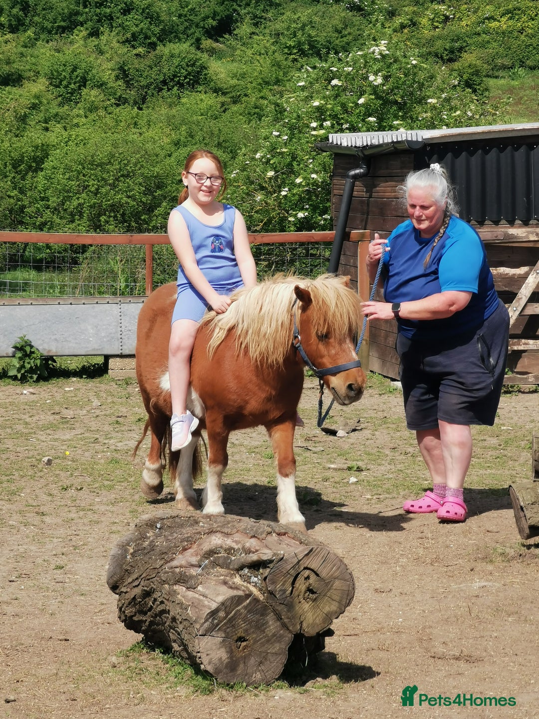 Shetland pony horses for sale: 2 frendly loved shtland felabella, and Shetland  - Image 8