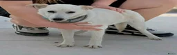 Mixed Breed dogs for adoption: Candy needs a loving home  - Advert 8