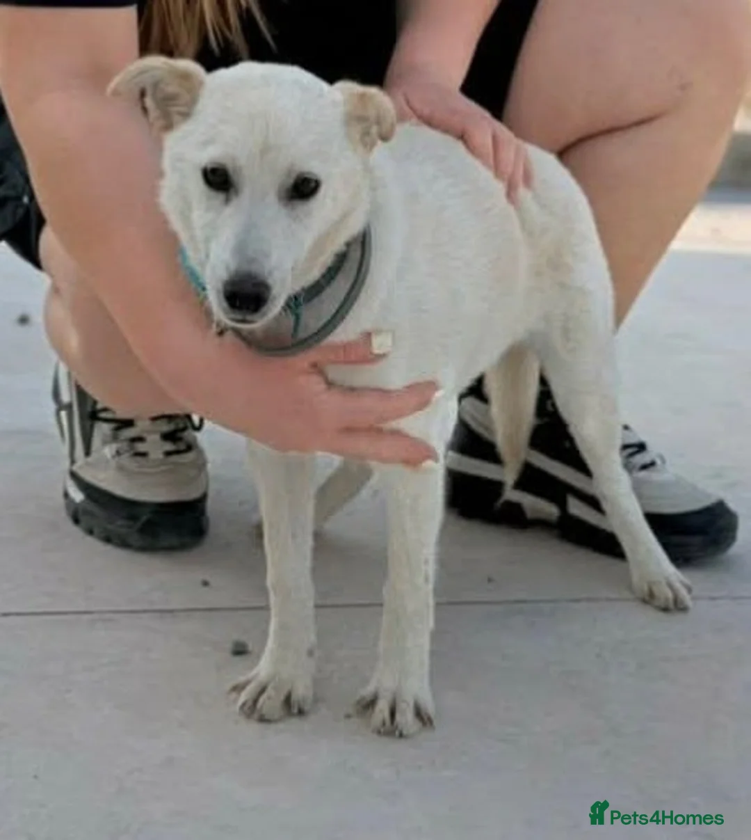 Mixed Breed dogs for adoption: Candy needs a loving home  - Advert 8