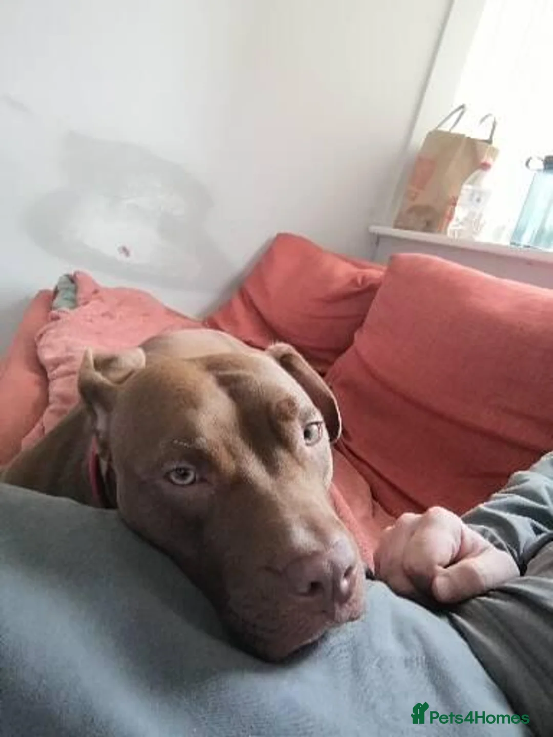 Mixed Breed dogs for sale: Staff x for sale must go today  - Advert 7