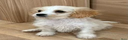 Cavapoo dogs for sale: F1b Cavapoo puppies! - Advert 19