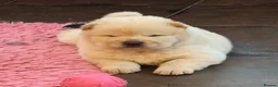 Chow Chow dogs for sale: Kc reg chow chow pups  - Advert 11