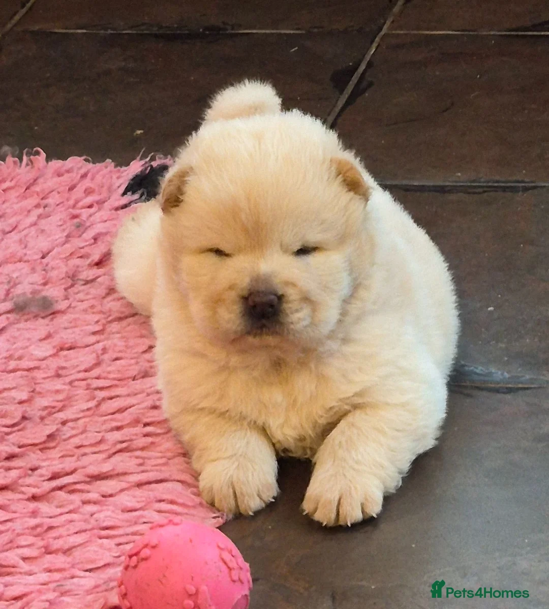 Chow Chow dogs for sale: Kc reg chow chow pups  - Advert 11