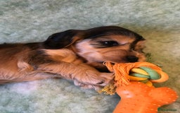 Cocker Spaniel dogs for sale: Show Type Health Tested, KC Reg puppies  - Image 30