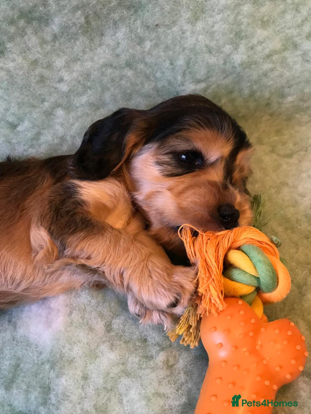 Cocker Spaniel dogs for sale: Show Type Health Tested, KC Reg puppies  - Image 30