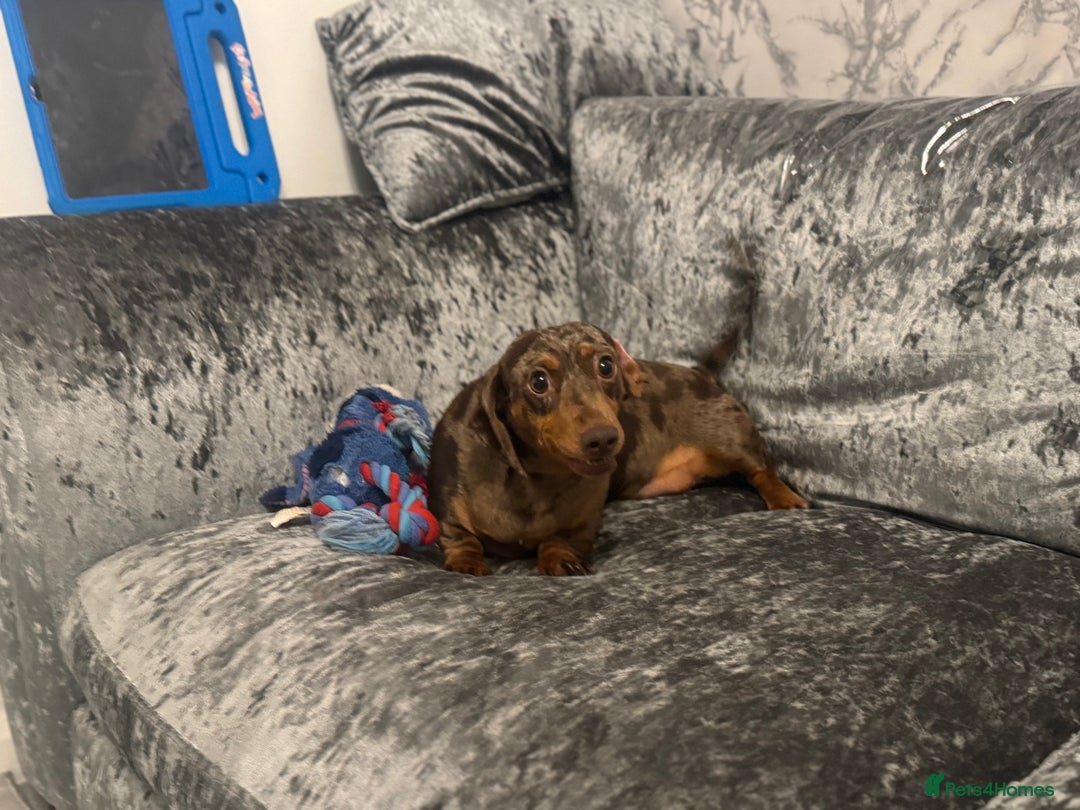 Miniature Dachshund dogs for sale: Female Chocolate tan dapple  - Image 4