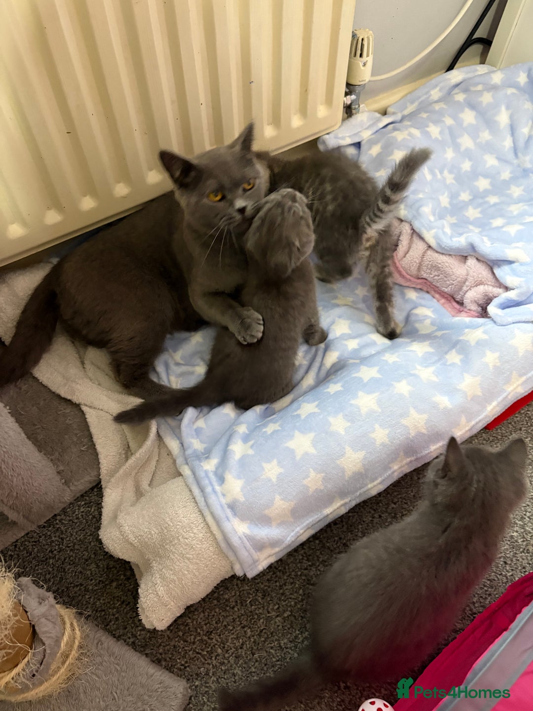 Mixed Breed cats for sale: Beautiful fur babies BSH x Scottish Straight - Image 12