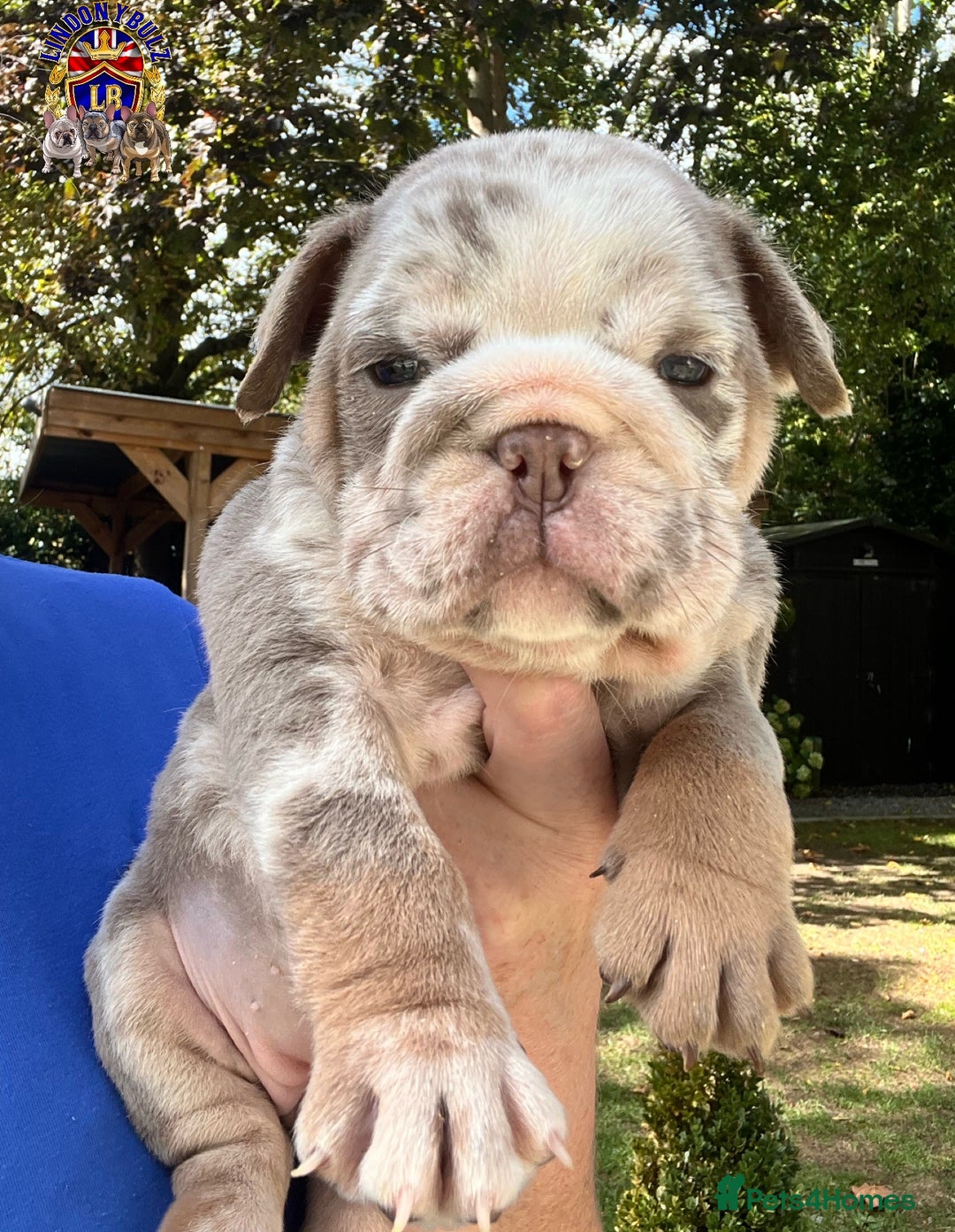 English Bulldog dogs for sale: QUALITY ENGLISH BULLDOG PUPPIES - Image 13