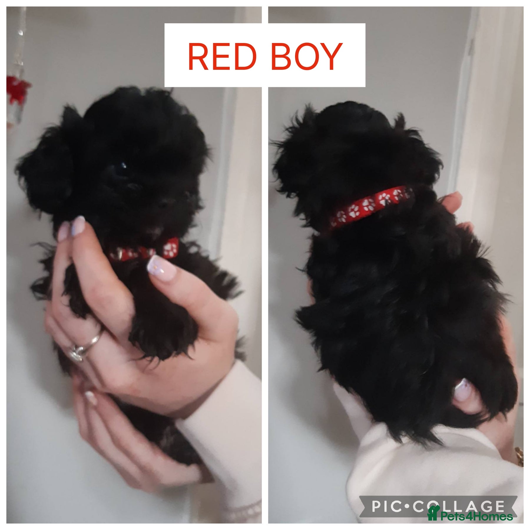 Shorkie dogs Shorkie puppies  - Advert 2