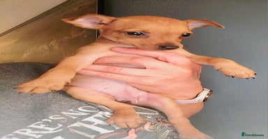 Miniature Pinscher dogs - Advert 12